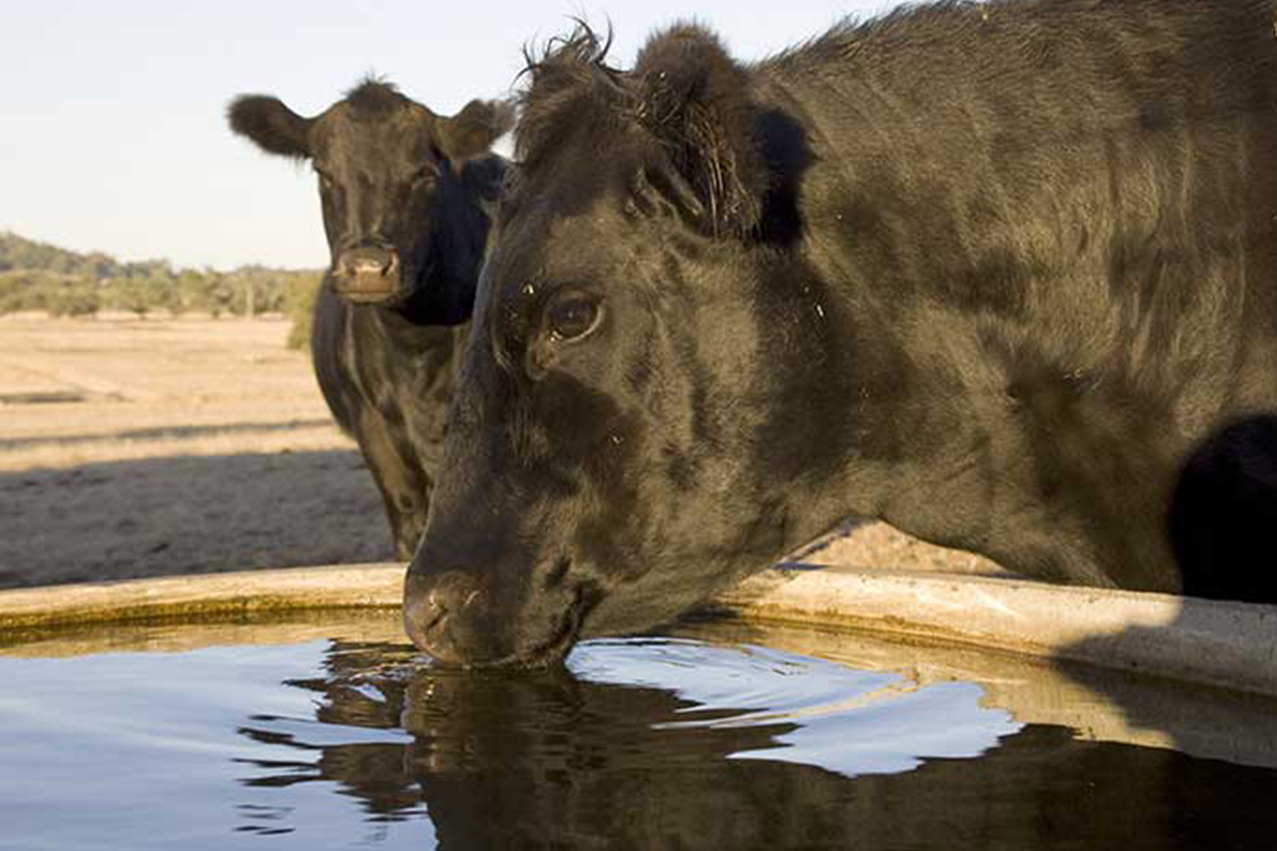 Alimentation en eau potable pour les animaux d’élevage