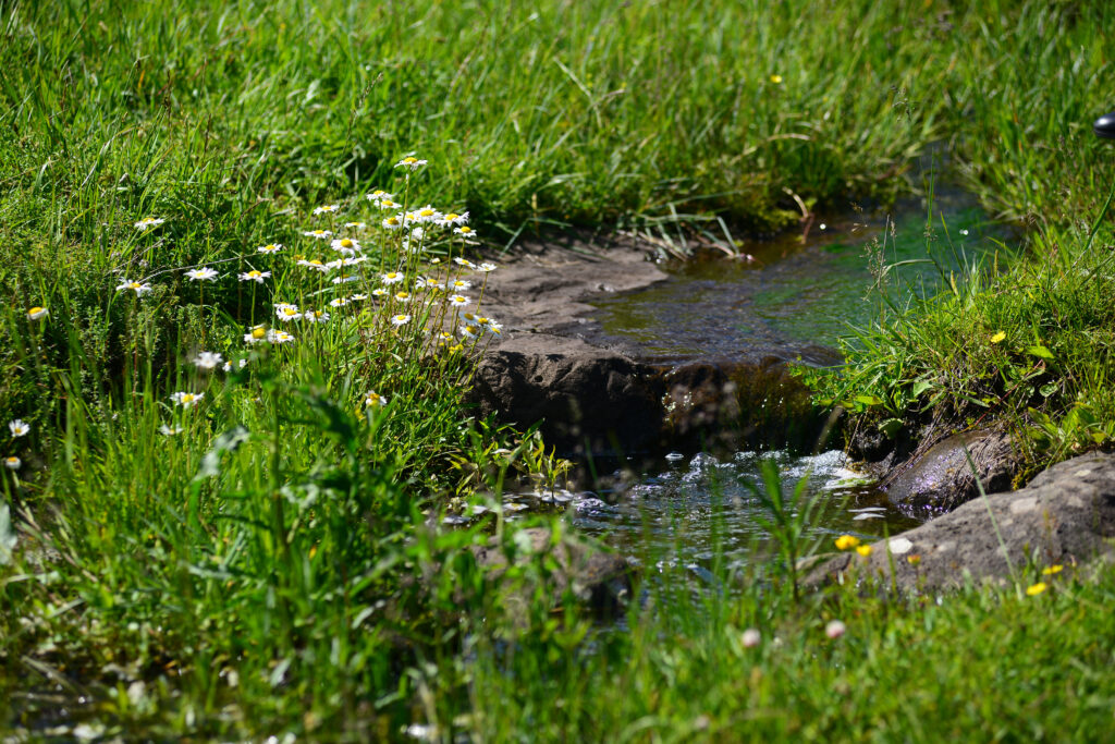 Paysage avec ruisseau et camomilles : la protection du milieu naturel, mission d’un bureau d’études ICPE