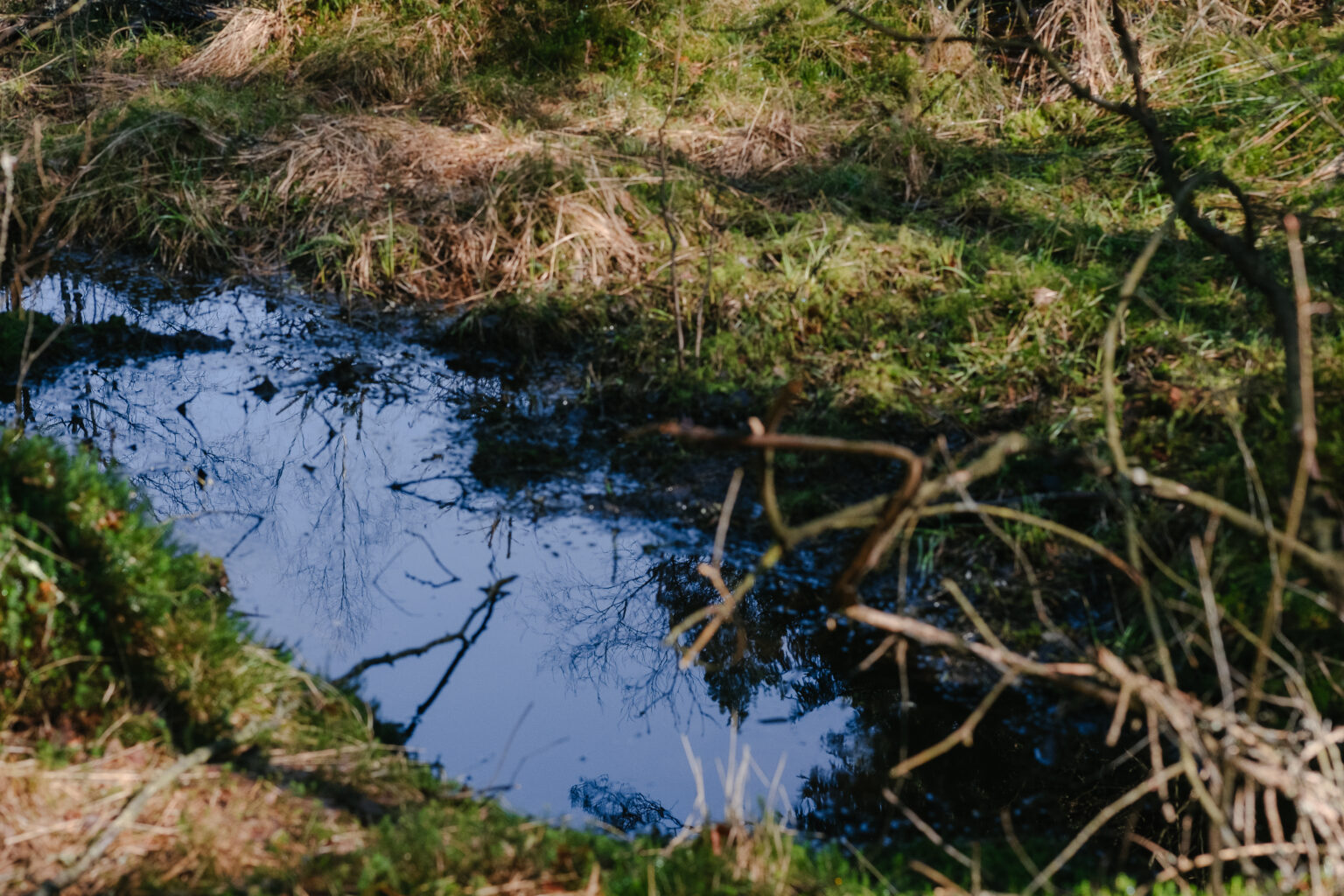 Étude de compatibilité des rejets aqueux : ruisseau en milieu naturel recevant un rejet industriel